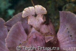 taken at Lembeh Strait, Manado by Teguh Tirtaputra 
